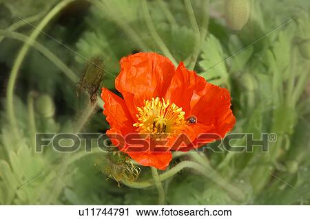 Clip Art - bug in close up of flower. Fotosearch