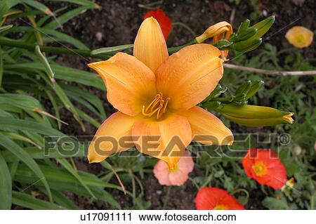 Clip Art - close up of flower. Fotosearch