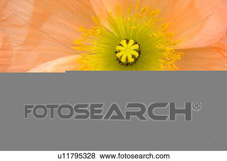 Stock Illustration - close up of flower. Fotosearch