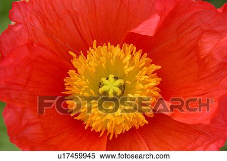 close up of flower View Large Illustration Stock Illustration - close up of flower. Fotosearch