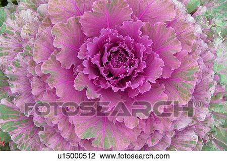 Drawing - close up of purple lettuce. Fotosearch