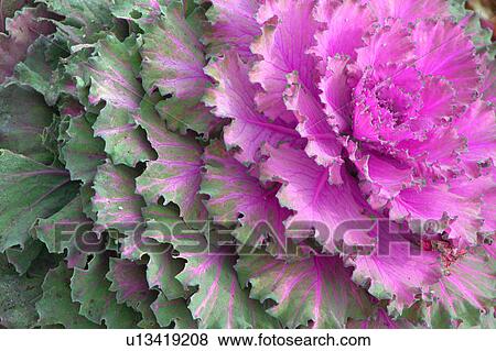 close up of purple lettuce View Large Illustration Stock Illustration - close up of purple lettuce. Fotosearch