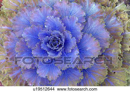 close up of purple lettuce View Large Illustration Stock Illustration - close up of purple lettuce. Fotosearch
