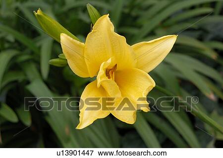 close up of yellow flower View Large Illustration Stock Illustration - close up of yellow flower. Fotosearch