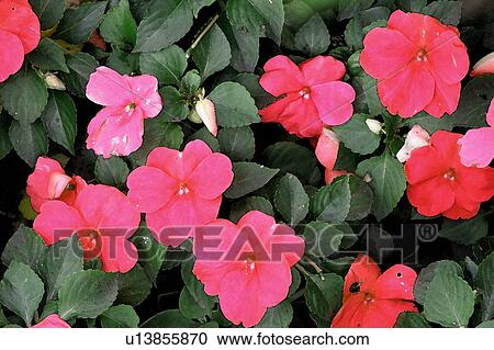 flowering bushes View Large Illustration Clipart - flowering bushes. Fotosearch