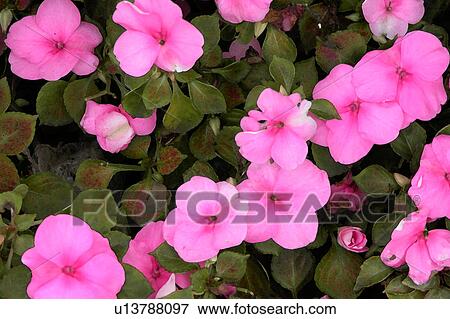 flowering bushes View Large Illustration Stock Illustration - flowering bushes. Fotosearch