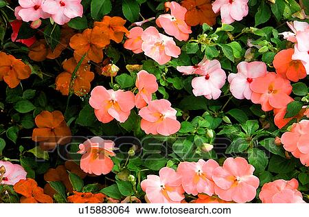 Stock Illustration - flowering bushes. Fotosearch