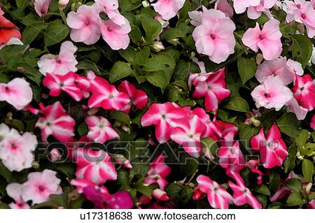 flowering bushes View Large Illustration Stock Illustration - flowering bushes. Fotosearch