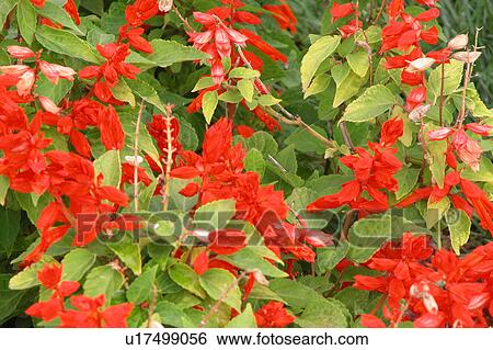 flowering bushes View Large Illustration Stock Illustration - flowering bushes. Fotosearch