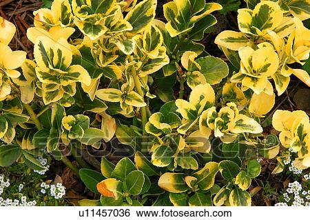 Stock Illustration - green bush. Fotosearch