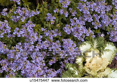 group of small purple flowers View Large Illustration Stock Illustration - group of small purple flowers. Fotosearch