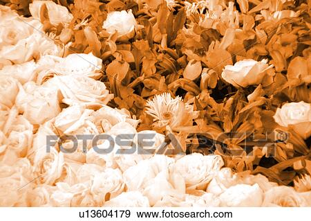 Stock Illustration - monochrome assorted floral arrangement. Fotosearch
