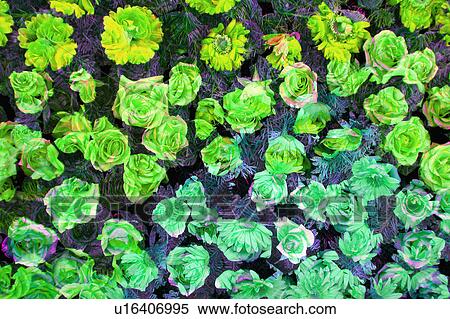 Stock Illustration - monochrome assorted floral arrangement. Fotosearch
