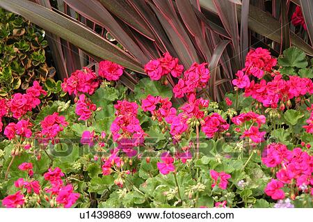 pink flowers View Large Illustration Stock Illustration - pink flowers. Fotosearch