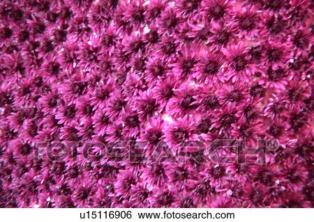 Stock Illustration - pink flowers. Fotosearch