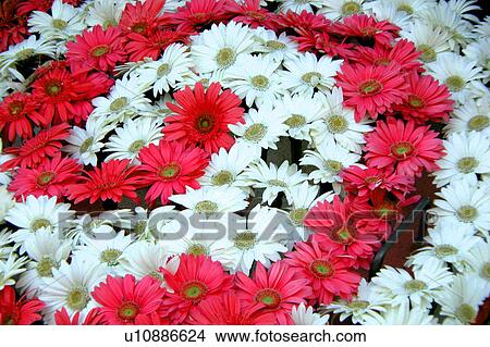 question mark floral arrangement View Large Illustration Stock Illustration - question mark floral arrangement. Fotosearch