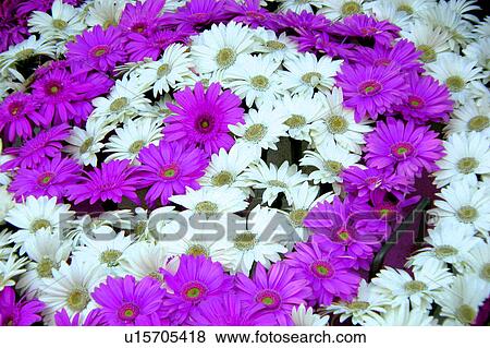 Stock Illustration - question mark floral arrangement. Fotosearch
