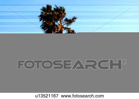 Costal shot with palms View Large Illustration Stock Illustration - Costal shot with palms. Fotosearch