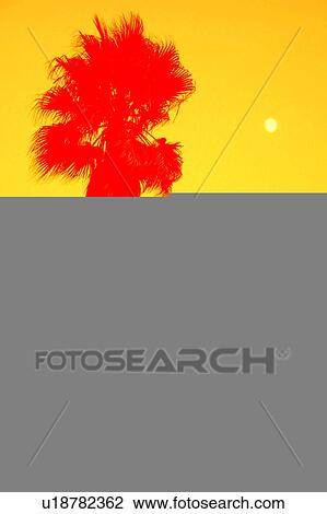 Drawing - Palm Tree in artistic sunset. Fotosearch