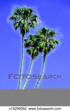 Stock Illustration - Palm Tree. Fotosearch