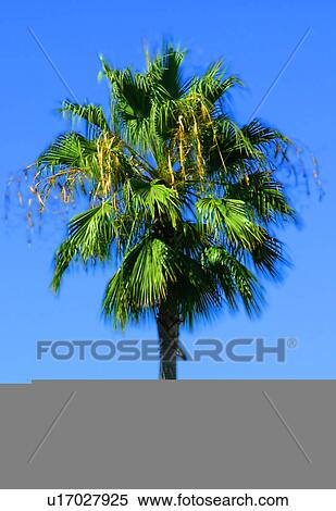 Palm Tree View Large Illustration Stock Illustration - Palm Tree. Fotosearch