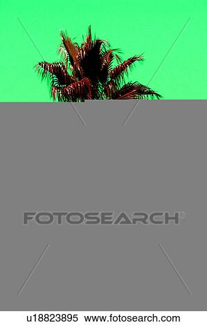 Stock Illustration - Palm Tree with green background. Fotosearch