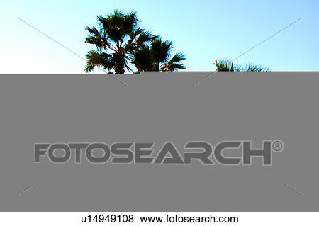 Stock Illustration - Palm Trees. Fotosearch
