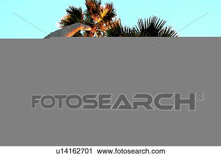 Clip Art - Palms shot from below. Fotosearch