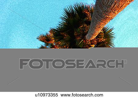 Palms shot from below View Large Illustration Stock Illustration - Palms shot from below. Fotosearch