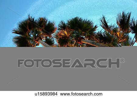 Stock Illustration - Palms shot from below. Fotosearch