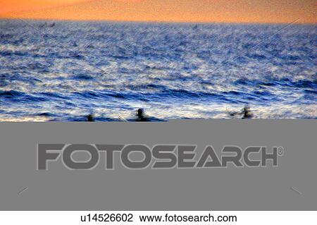 Surfing at the beach View Large Illustration Drawing - Surfing at the beach. Fotosearch