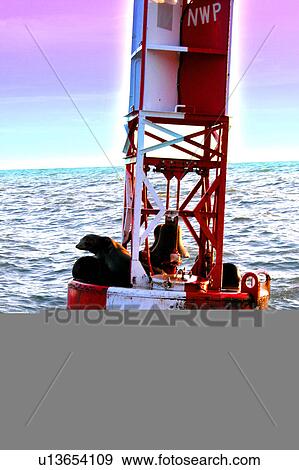 seals on bouy in ocean View Large Illustration Stock Illustration - seals on bouy in ocean. Fotosearch