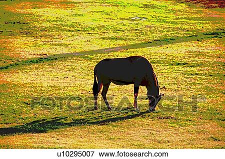 Stock Illustration - animal eating. Fotosearch
