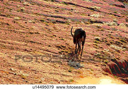 animal eating View Large Illustration Stock Illustration - animal eating. Fotosearch