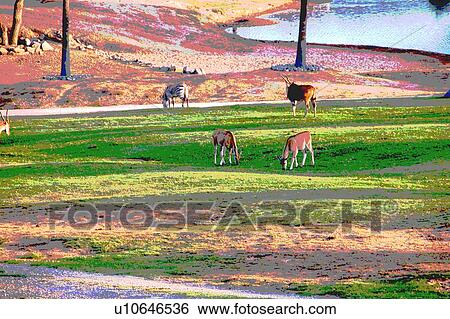 assorted animals eating View Large Illustration Stock Illustration - assorted animals eating. Fotosearch