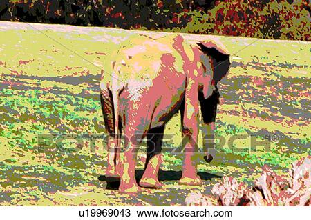 elephant View Large Illustration Drawing - elephant. Fotosearch