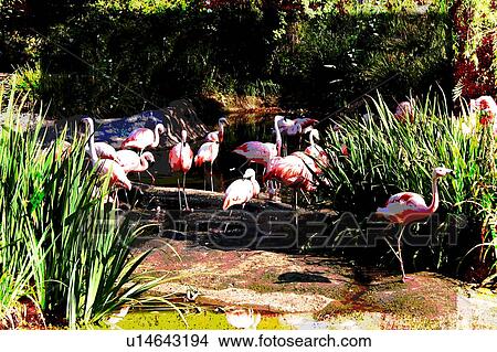flamingos in water and bushes View Large Illustration Stock Illustration - flamingos in water and bushes. Fotosearch
