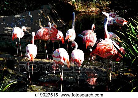 Stock Illustration - flamingos in water and bushes. Fotosearch