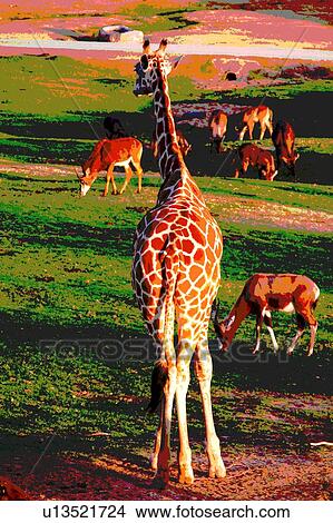 giraffe with other animals View Large Illustration Stock Illustration - giraffe with other animals. Fotosearch