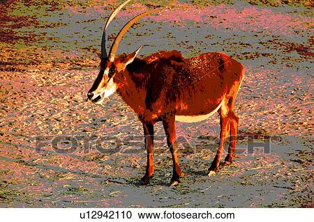 goat View Large Illustration Clipart - goat. Fotosearch