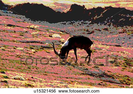 goat View Large Illustration Stock Illustration - goat. Fotosearch