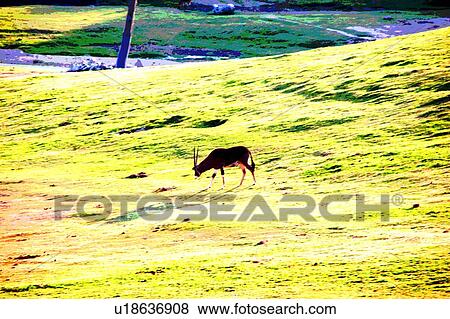 goat View Large Illustration Stock Illustration - goat. Fotosearch
