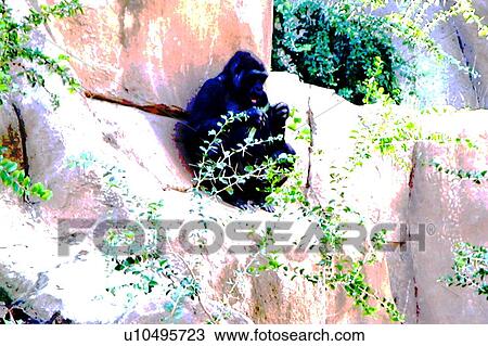 gorilla on rock View Large Illustration Drawing - gorilla on rock. Fotosearch