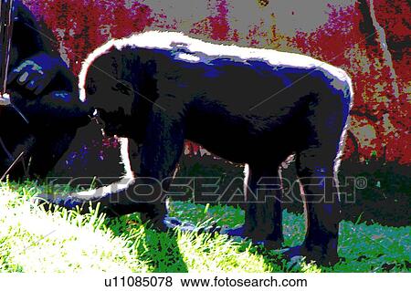 Stock Illustration - gorilla. Fotosearch