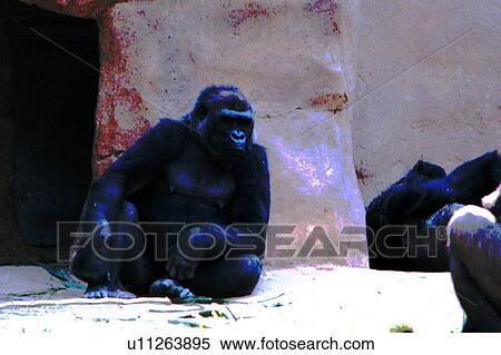 Stock Illustration - gorilla. Fotosearch