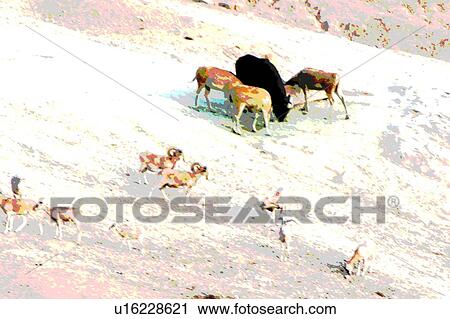 group of assorted animals View Large Illustration Clip Art - group of assorted animals. Fotosearch