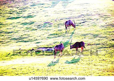 Clipart - long horns. Fotosearch