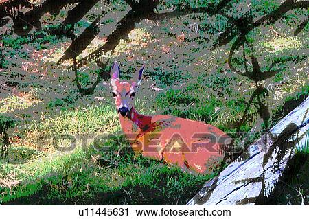 Clip Art - resting deer. Fotosearch