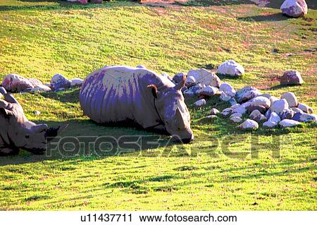 Clip Art - resting rhinocerous. Fotosearch