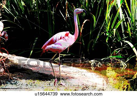 single flamingo in bushes View Large Illustration Stock Illustration - single flamingo in bushes. Fotosearch